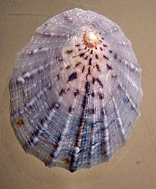 Cellana radians earlii 001