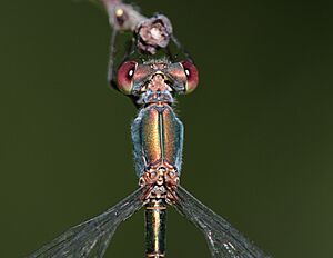 Chalcolestes viridis - Schönbrunn 2