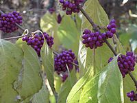 Close up of american beautybush