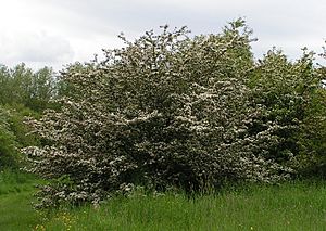 Common hawthorn