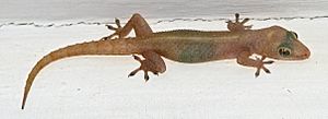 Common house gecko.jpg