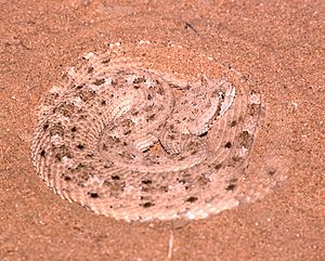 Crotalus cerastes cerastes.jpg