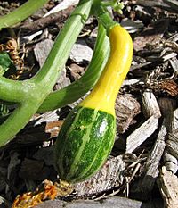 Cucurbita pepo var ovifera (crop)