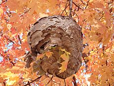 DSC03204 - wasp colony - paper pulp nest on maple tree near Maple Lake boating center - IL Rt-171 and 95th St 2008Oct21