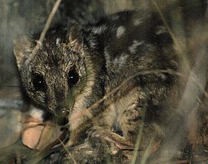 Dasyurus hallucatus -Queensland-8