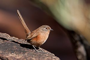 Dusky Grasswren (7182562823).jpg