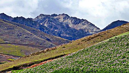 El grito (Andes Venezolanos)