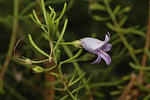 Eremophila ionantha.jpg