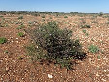 Eremophila spinescens