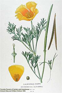 Eschscholzia californica i01