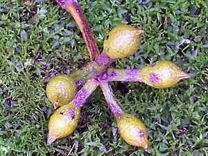 Eucalyptus pilularis inflorescences