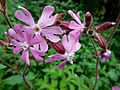 GT Red Campion on ramp meadow