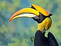 Great hornbill (Buceros bicornis) Photograph by Shantanu Kuveskar