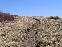 Gregory-bald-trail1