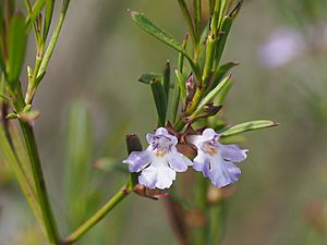 Hemigenia cuneifolia.jpg