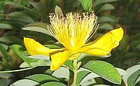 Hypericum androceanum.JPG