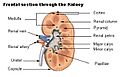 Illu kidney2