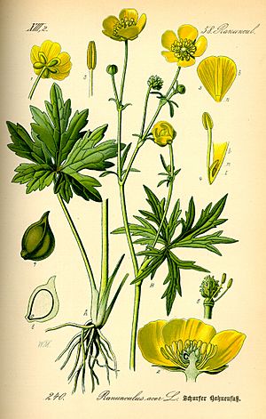 Illustration Ranunculus acris0.jpg