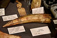 Incised hippopotamus ivory tusk, upper canine. Four holes around top. From Naqada Tomb 1419, Egypt. Naqada period. The Petrie Museum of Egyptian Archaeology, London