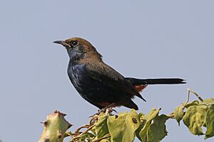 Indian robin (Saxicoloides fulicatus cambaiensis) male.jpg