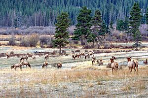 Kawuneeche Valley wapiti