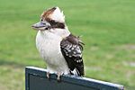 Kookaburra