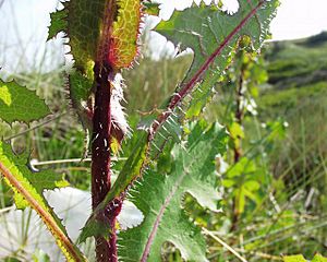 Lactuca virosa 20052001