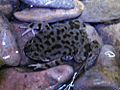 Lake Titicaca Frog 1