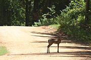 Lake martin deer by amphitheater.jpg