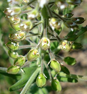 Lepidium campestre2 W.jpg