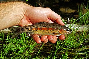 Little Kern Golden Trout.jpg