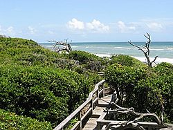 Maritime forest in Pine Knoll Shores, North Carolina