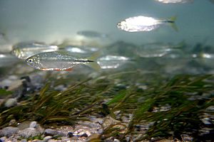 Mexican Tetra (Astyanax mexicanus) (2687270083).jpg