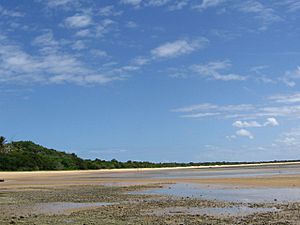 Mozambique Mangroves.jpg