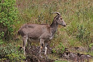 Nilgiri tahr (Nilgiritragus hylocrius) female.jpg