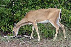 Odocoileus virginianus clavium female graze