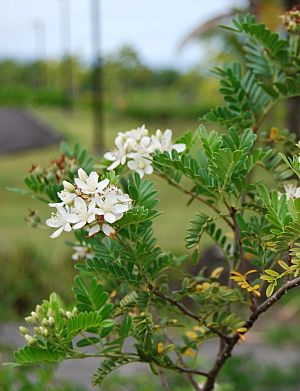 Osteomeles anthyllidifolia 2.jpg