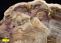 Petrified wood close 052615