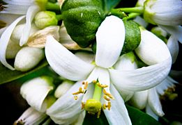 PikiWiki Israel 28684 White Lemon Blossoms