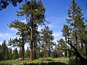 Pinus jeffreyi MtPinos1