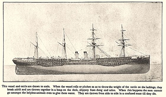 Plimsoll image