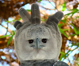 Portrait-of-a-Harpy-Eagle