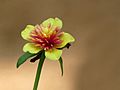 Portulaca at Kadavoor