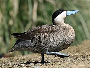 Puna Teal (Anas puna) RWD.jpg