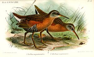 RallusVirginianusKeulemans