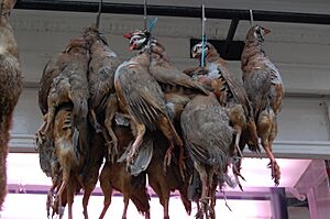 Red-legged Partridge at butchers in Ludlow