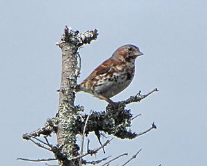 Red Fox Sparrow