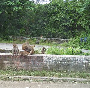 Rhesus band rishikesh india2008