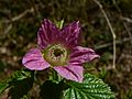 Rubus spectabilis 39139