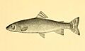 Salvelinus agassizi.jpg